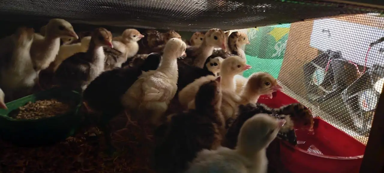 Turkey chicks — photo 3
