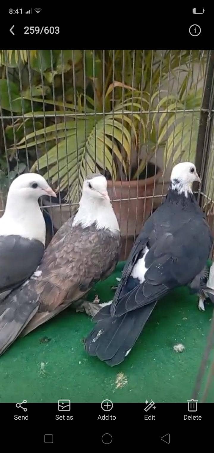 karbalai 9