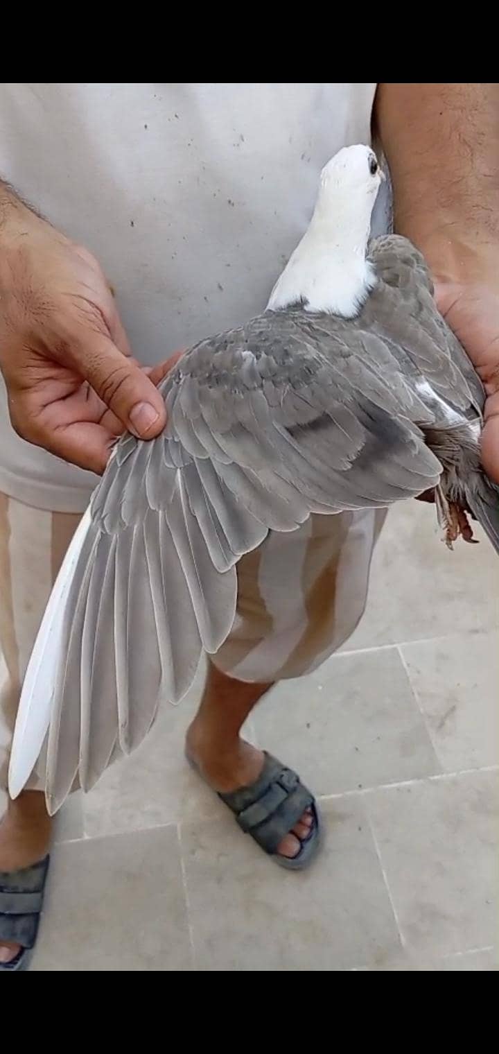 karbalai 11