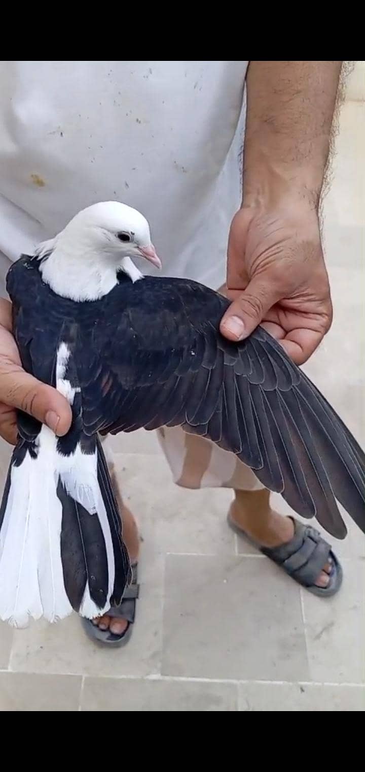 karbalai 13
