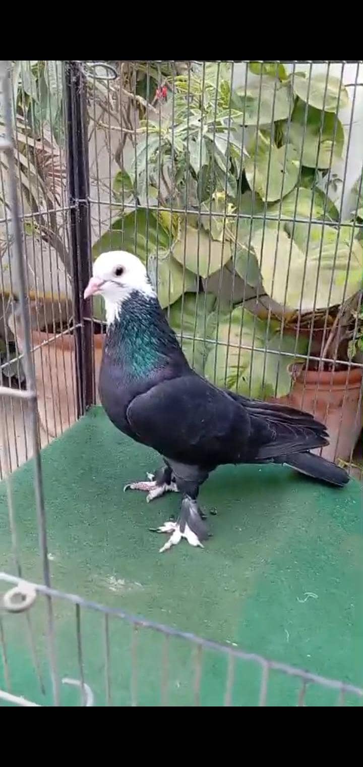 karbalai 14