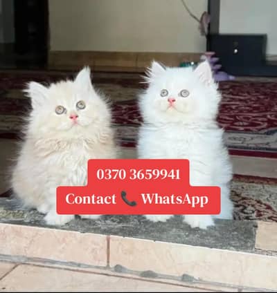 Persian female kitten for sale vaccinated