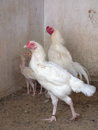 aseel hera pair with 3 chick