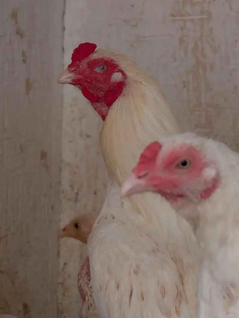 aseel hera pair with 3 chick — photo 2