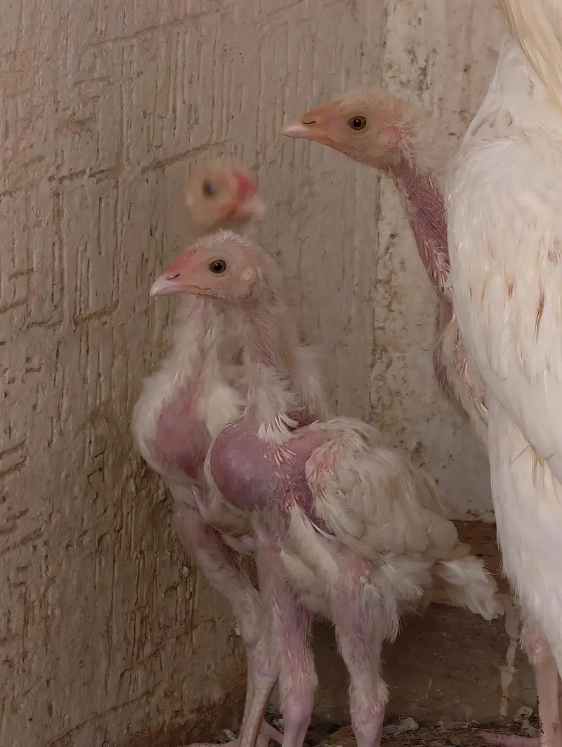 aseel hera pair with 3 chick — photo 3