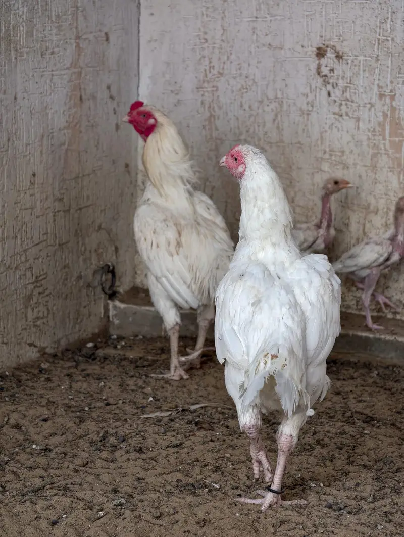 aseel hera pair with 3 chick — photo 4