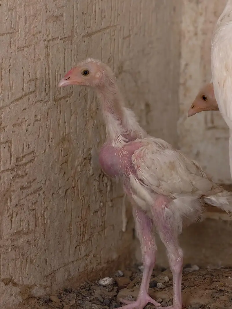 aseel hera pair with 3 chick — photo 6