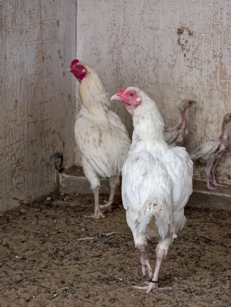 aseel hera pair with 3 chick — photo 7