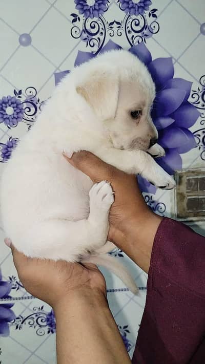 Lab puppy for sale 03220050814