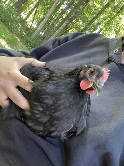 Austrolop Male for sale