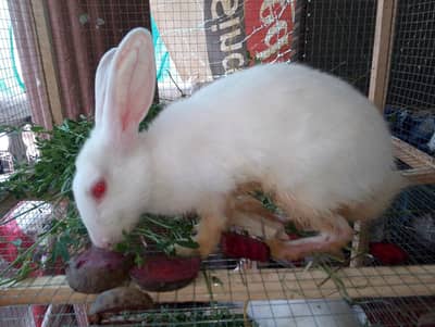 Urgent sell newzelad white red eyes two male one female 3 months