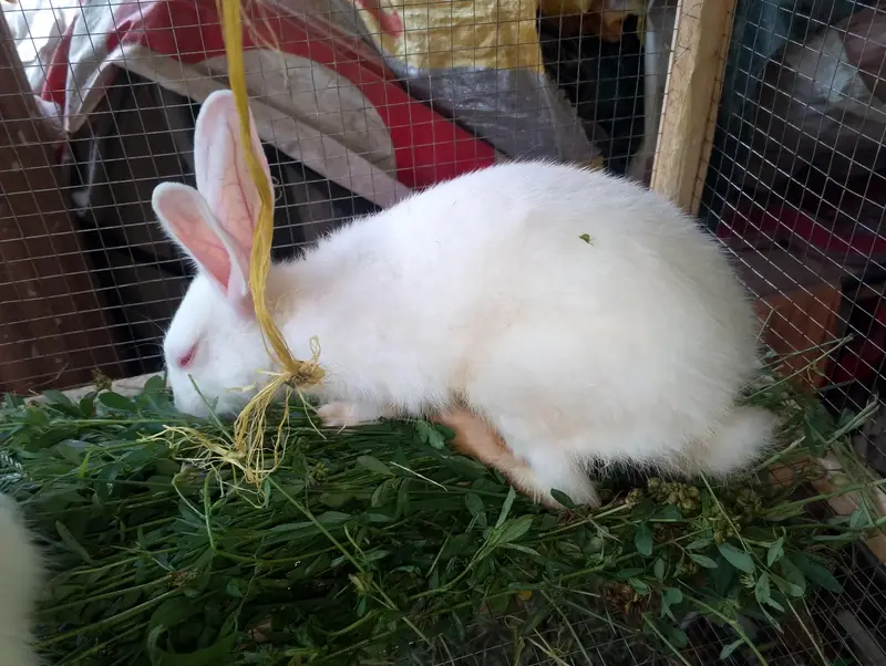 Urgent sell newzelad white red eyes two male one female 3 months — photo 2