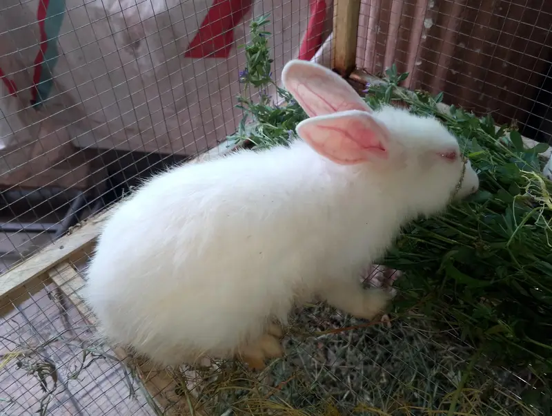 Urgent sell newzelad white red eyes two male one female 3 months — photo 3