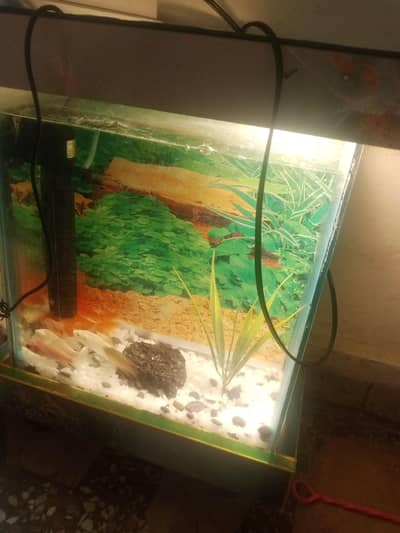 9 pieces of different fishes and 3*2 fish aquarium