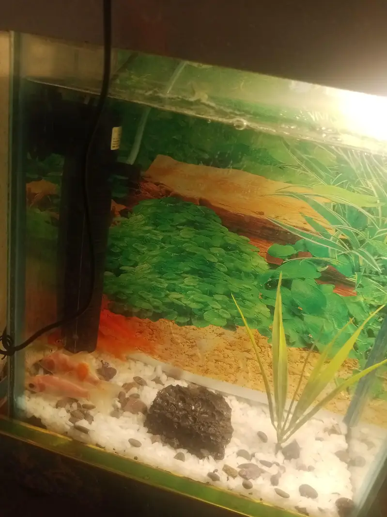 9 pieces of different fishes and 3*2 fish aquarium — photo 2