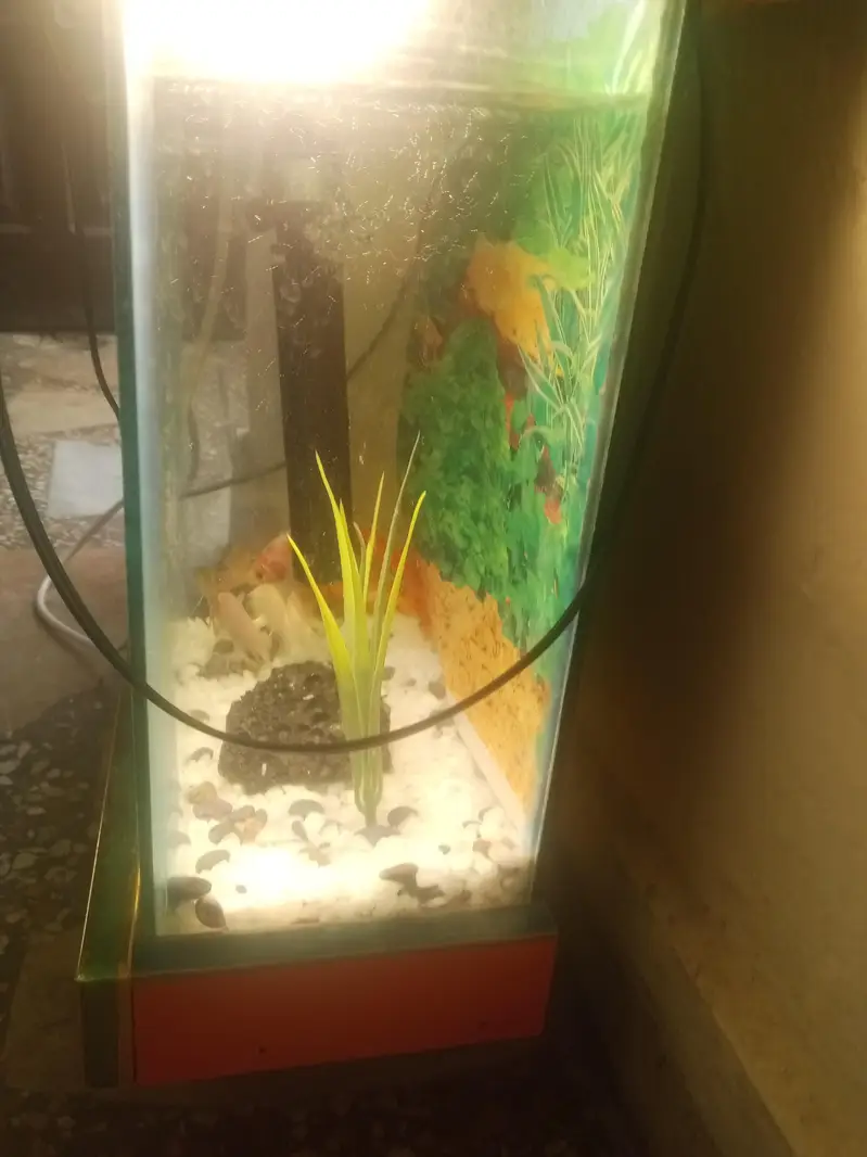9 pieces of different fishes and 3*2 fish aquarium — photo 3