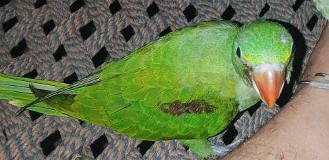 green chick