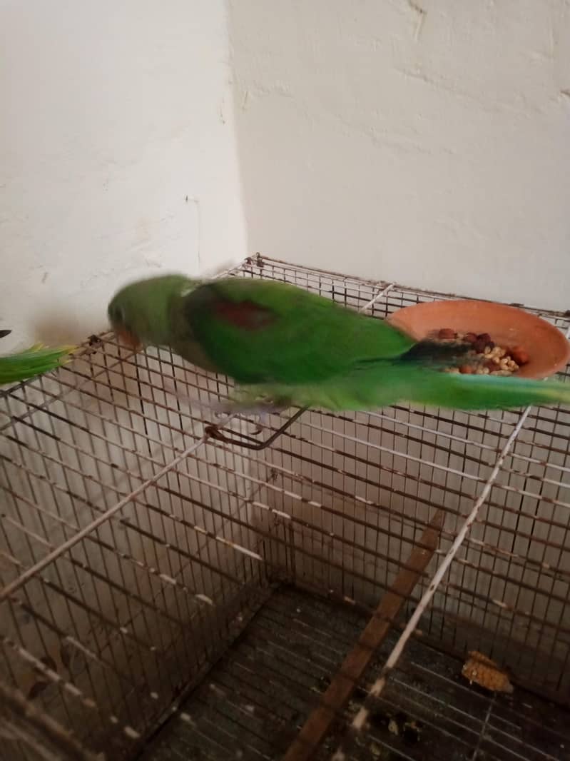 green chick 1