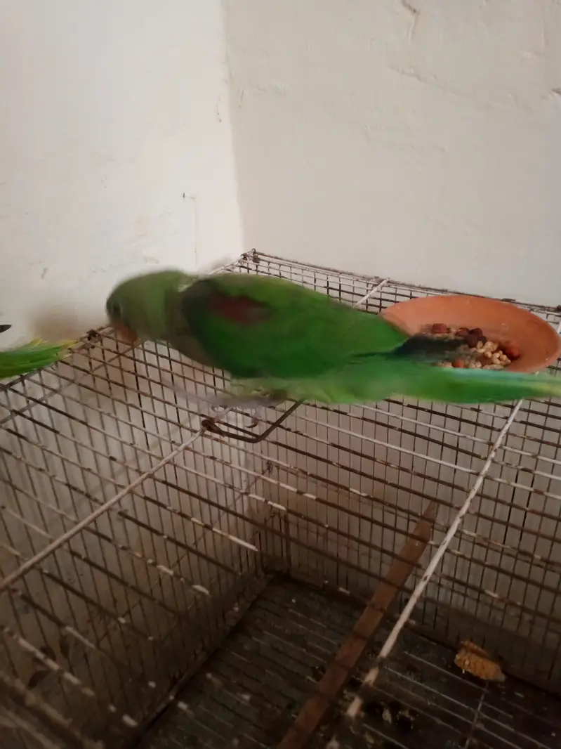 green chick — photo 2
