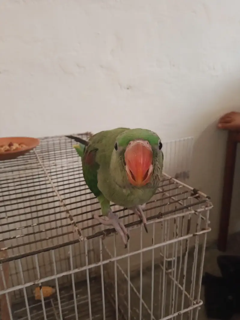 green chick — photo 3
