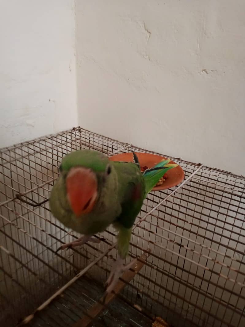 green chick 3