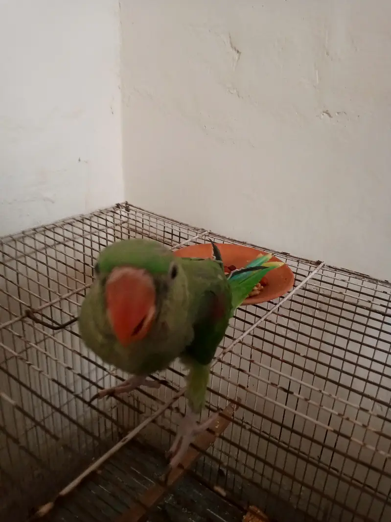 green chick — photo 4