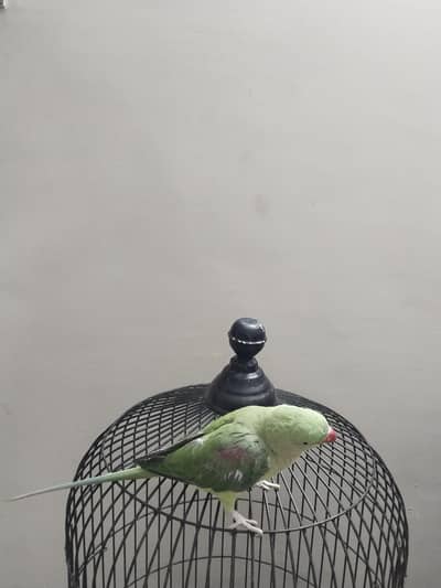 Hand Tame Alexandrine Parrot – Healthy & Active