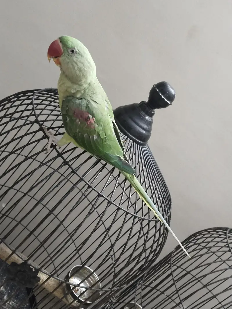 Hand Tame Alexandrine Parrot – Healthy & Active — photo 2
