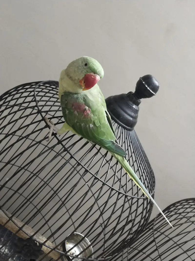 Hand Tame Alexandrine Parrot – Healthy & Active — photo 3