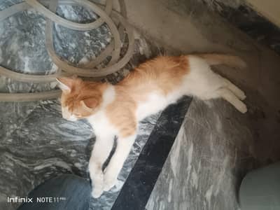 "I am selling my cat, and it comes with two packs of cat food. "