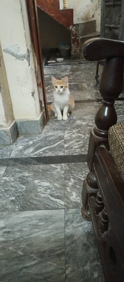 "I am selling my cat, and it comes with two packs of cat food. "