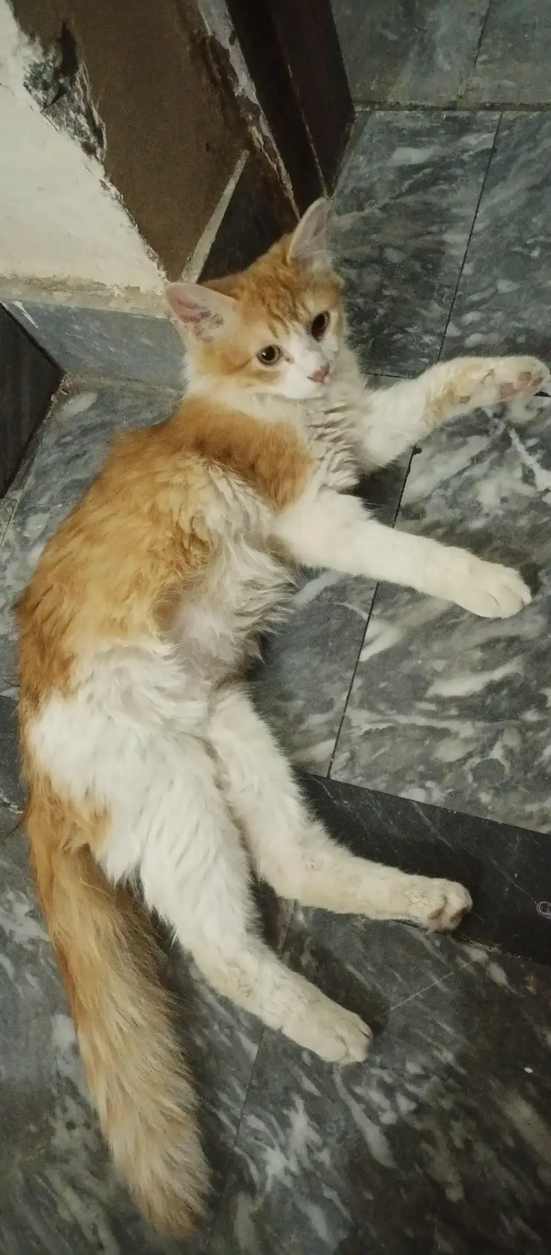 "I am selling my cat, and it comes with two packs of cat food. " — photo 2