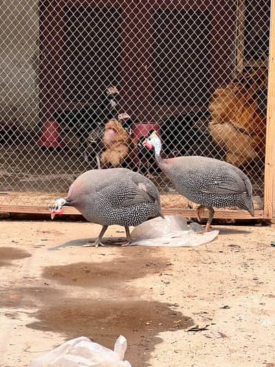 Guniea Fowl Pair urgent For Sale Eggs Laying in season