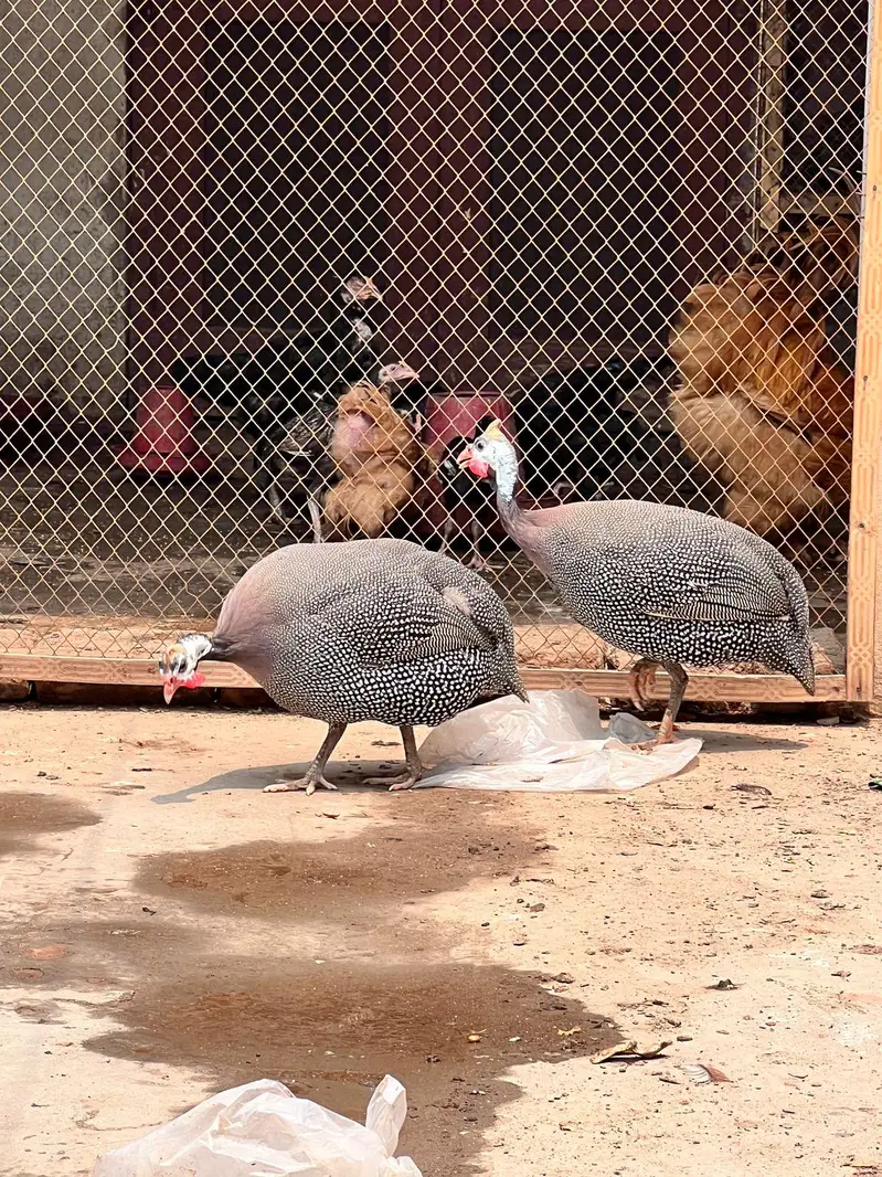 Guniea Fowl Pair urgent For Sale Eggs Laying in season