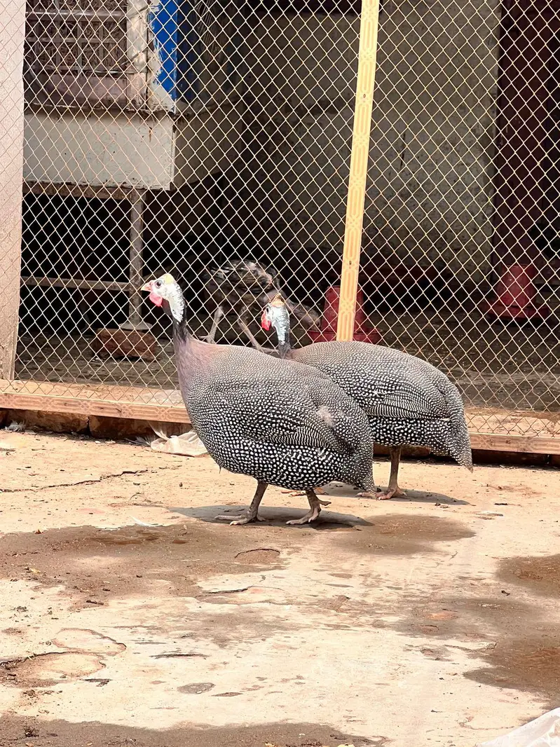 Guniea Fowl Pair urgent For Sale Eggs Laying in season — photo 2