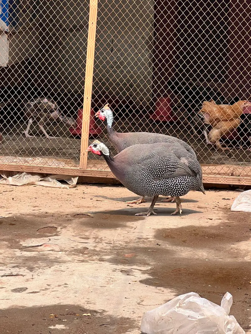 Guniea Fowl Pair urgent For Sale Eggs Laying in season — photo 3