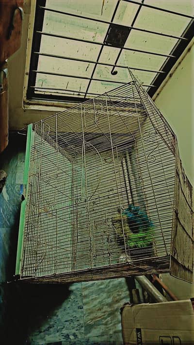 Big Size Cage Best Cage Best Cage For Pairing