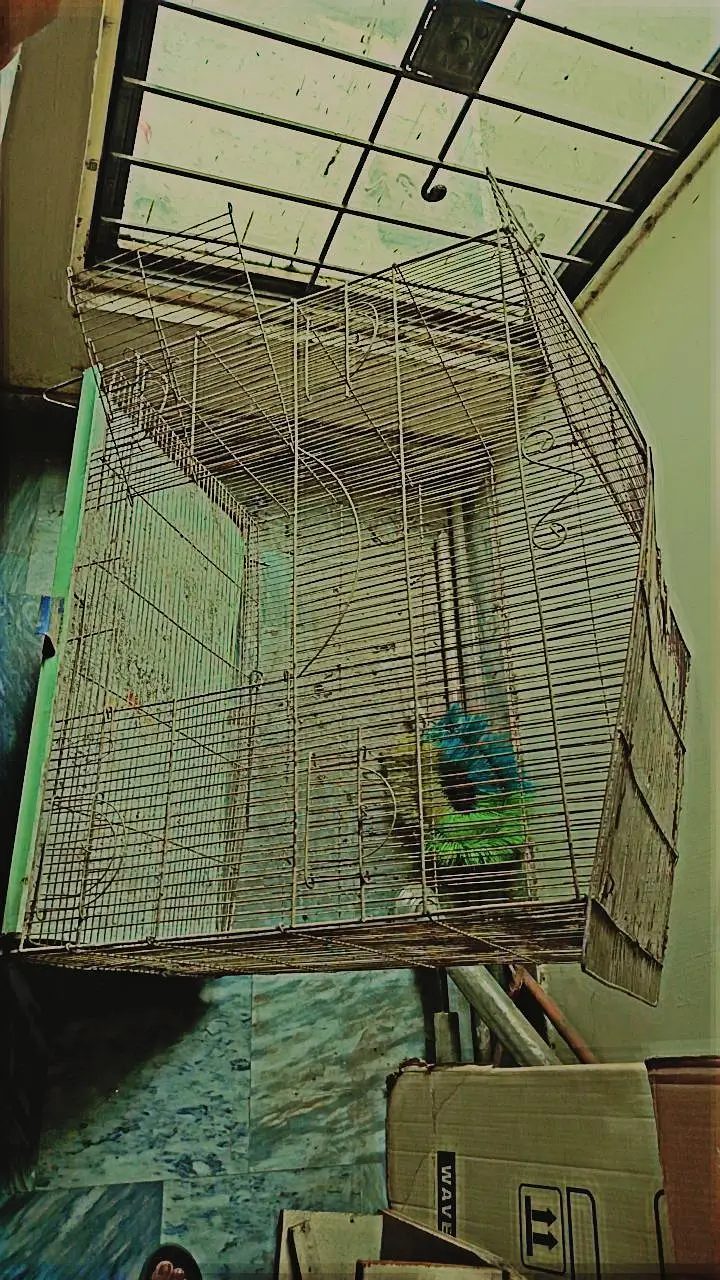 Big Size Cage Best Cage Best Cage For Pairing — photo 2