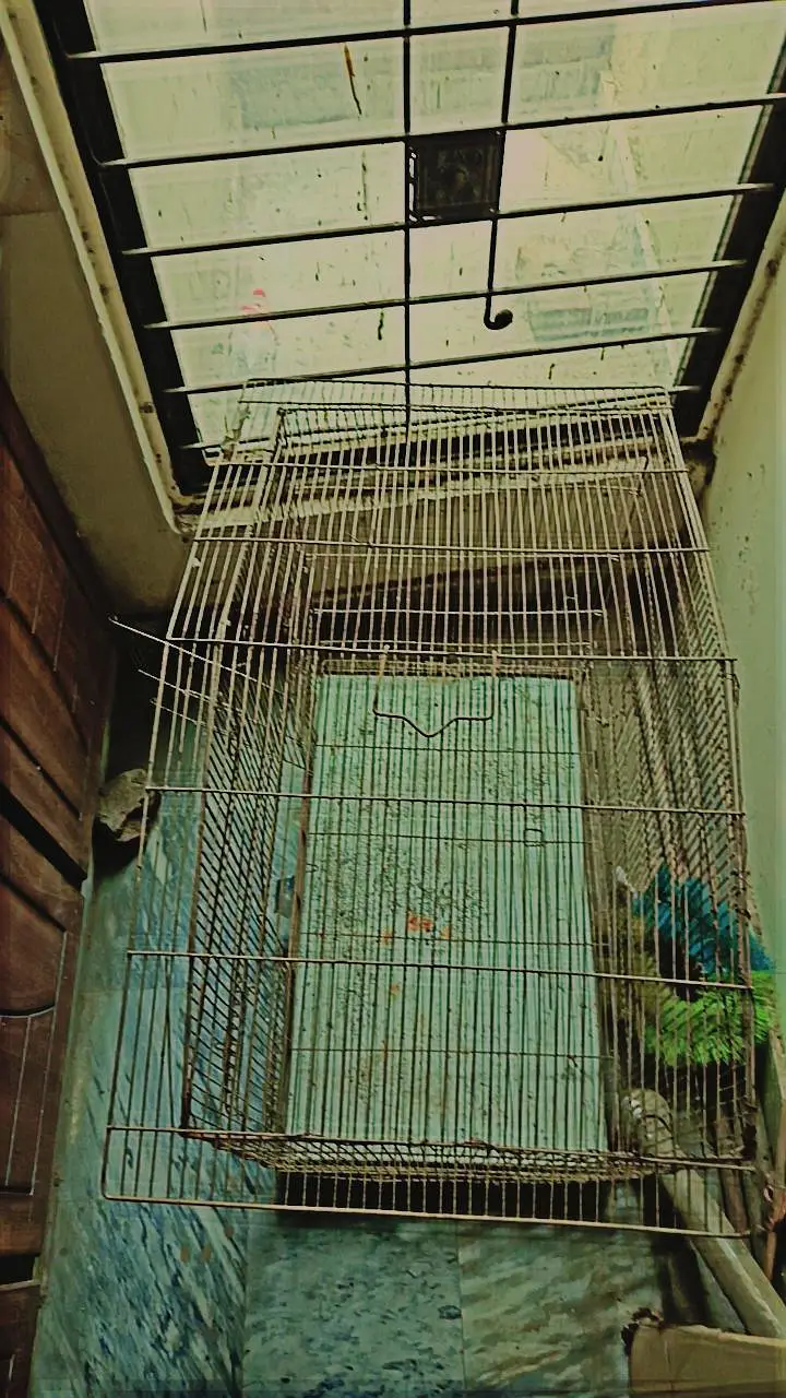 Big Size Cage Best Cage Best Cage For Pairing — photo 4