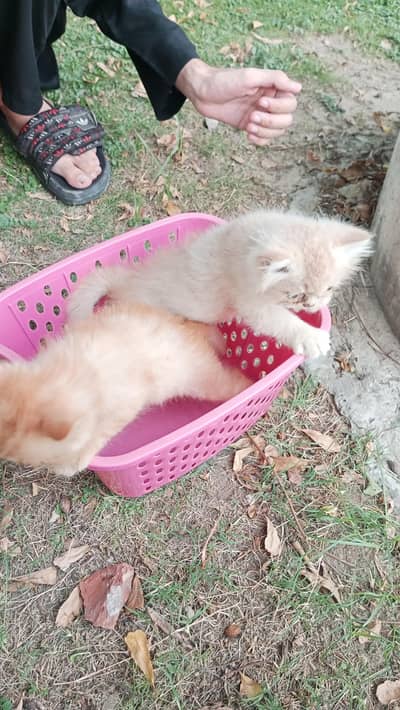Persian cats
