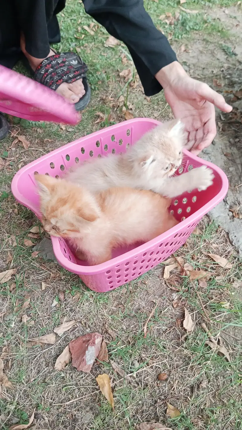 Persian cats — photo 2
