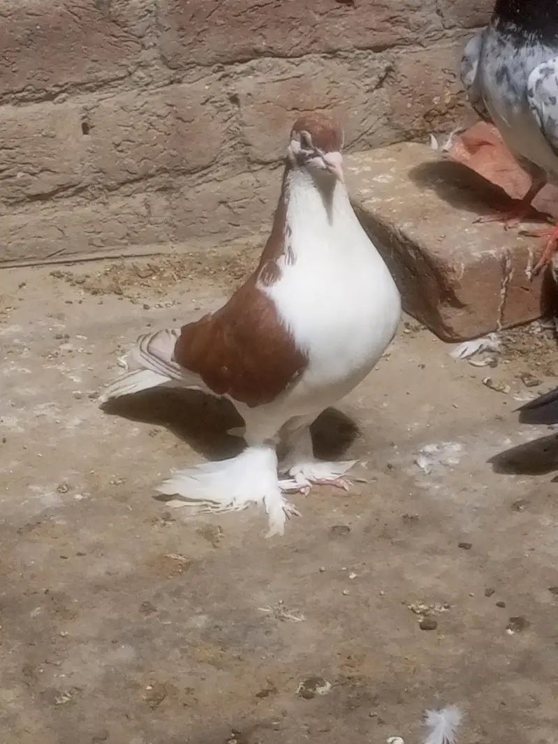 dono male ha exchange be ho jaya ga — photo 2