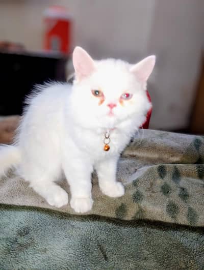 2 Persian Kitten Male, 4 months