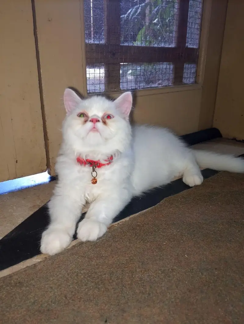 2 Persian Kitten Male, 4 months — photo 2
