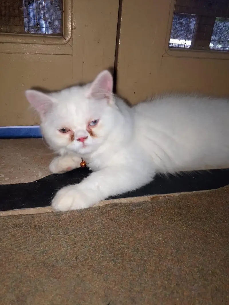 2 Persian Kitten Male, 4 months — photo 3
