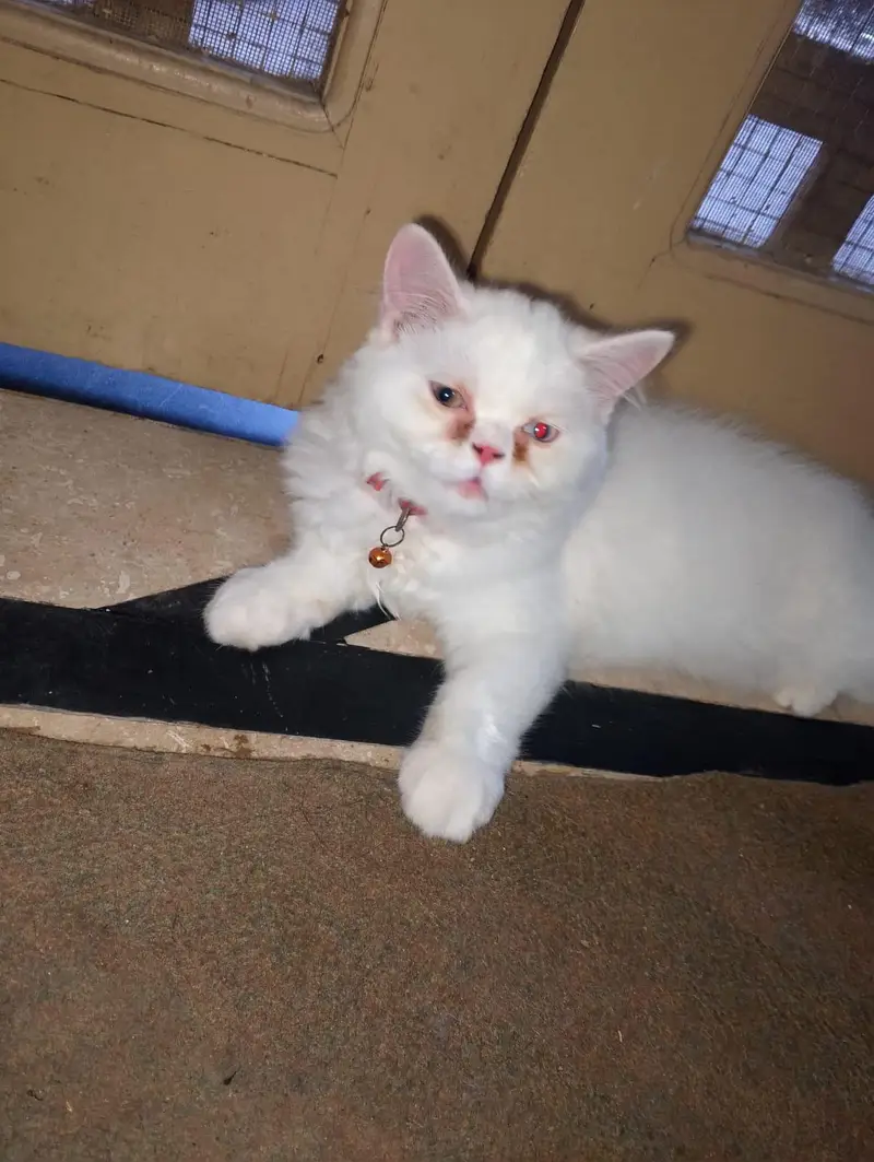 2 Persian Kitten Male, 4 months — photo 4