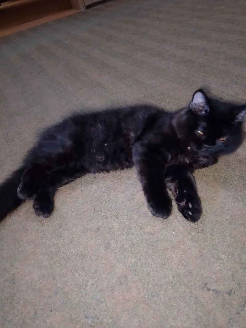 2 Persian Kitten Male, 4 months — photo 6