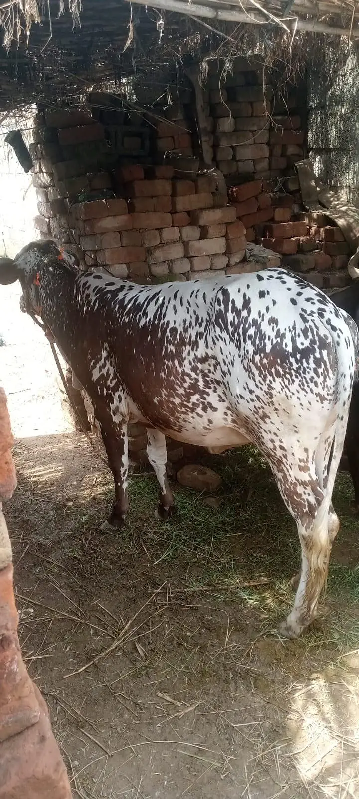girja Osman tawn03454891894 — photo 3