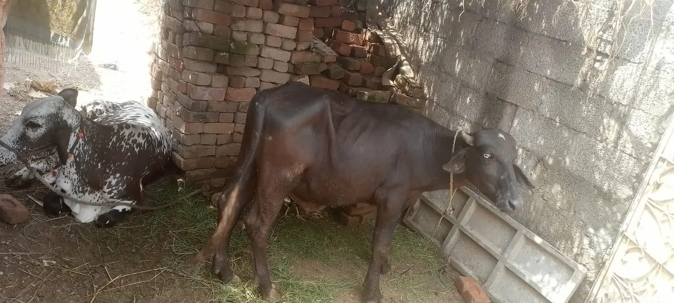 girja Osman tawn03454891894 — photo 4
