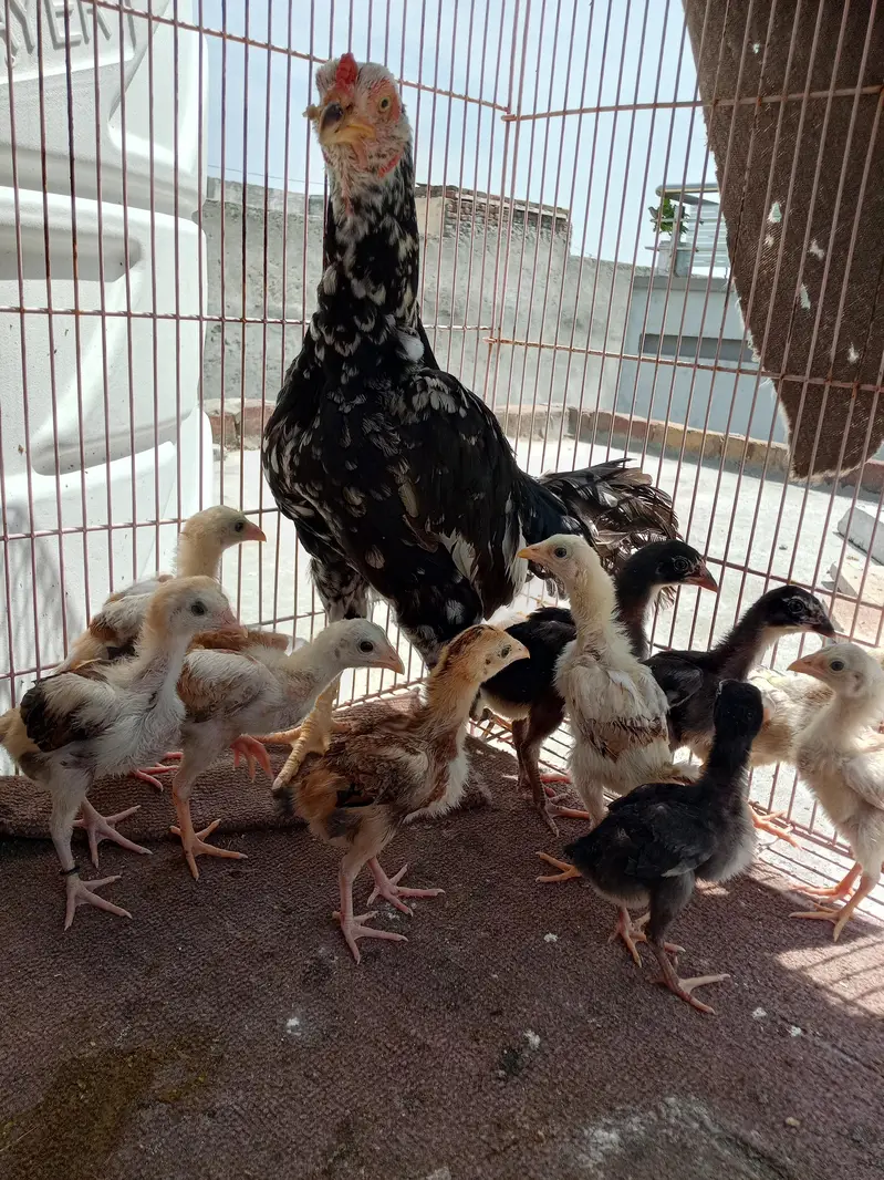aseel chicks — photo 2
